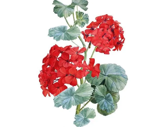 Appartement Il Geranio Finale Ligure